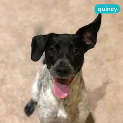 quincy - dog picture